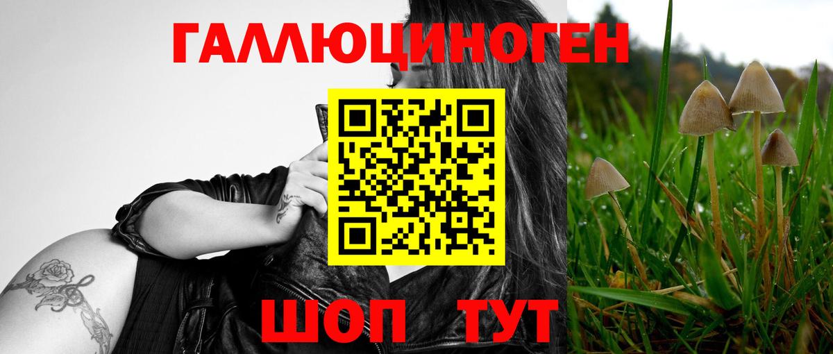 Галлюциногенные грибы Psilocybe Калининград
